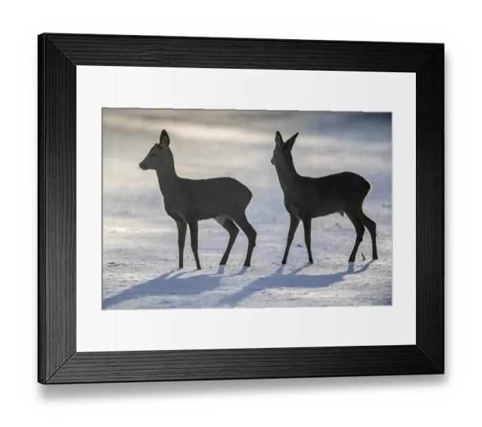 Framed Print : Roe deer (Capreolus capreolus) in the snow