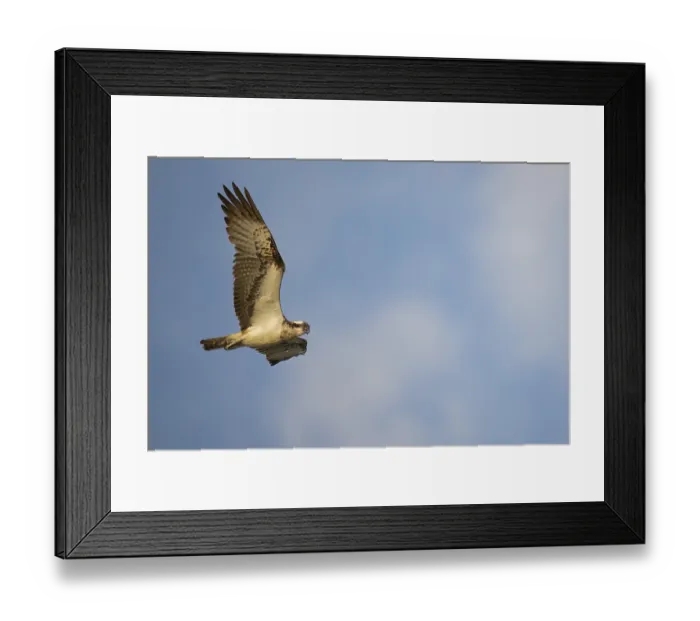 Framed Print : An osprey (Pandion haliaetus) flies majestically against a cloudy sky