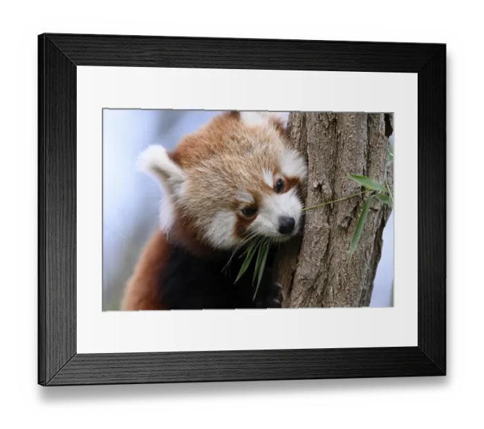 Framed Print : A red panda (Ailurus fulgens) looks down cutely from a tree