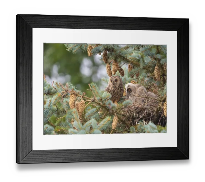Framed Print : Two long-eared owls (Asio otus) sitting on a branch in a dense pine forest