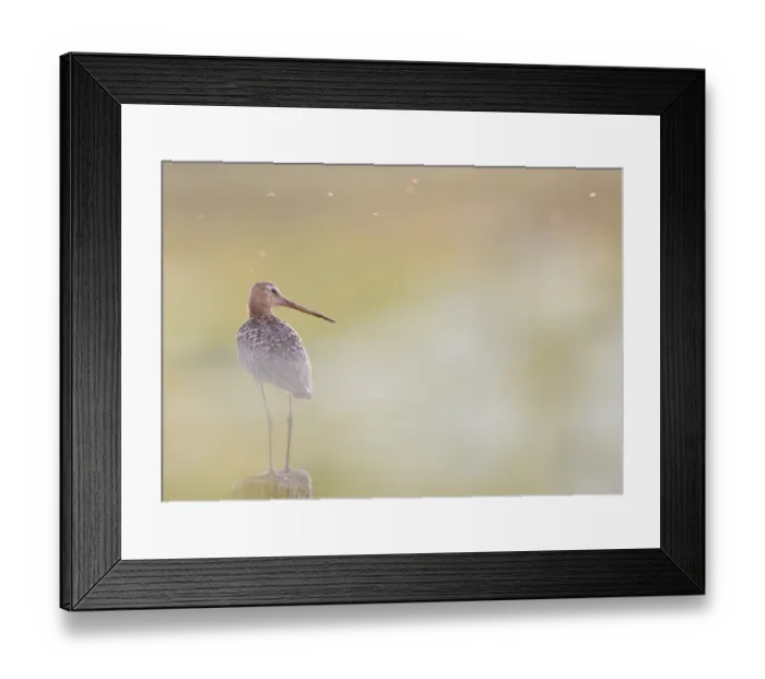Framed Print : Black-tailed godwit (Limosa limosa) standing on a pole in a pastel-coloured landscape