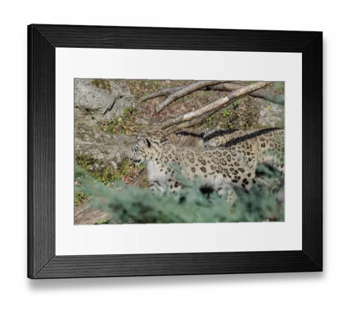 Framed Print : Two snow leopards (Panthera uncia) run side by side on a sunny day along a mountainside between rocks and trees Framed Print : Two snow leopards (Panthera uncia) run side by side on a sunny day along a mountainside between rocks and trees