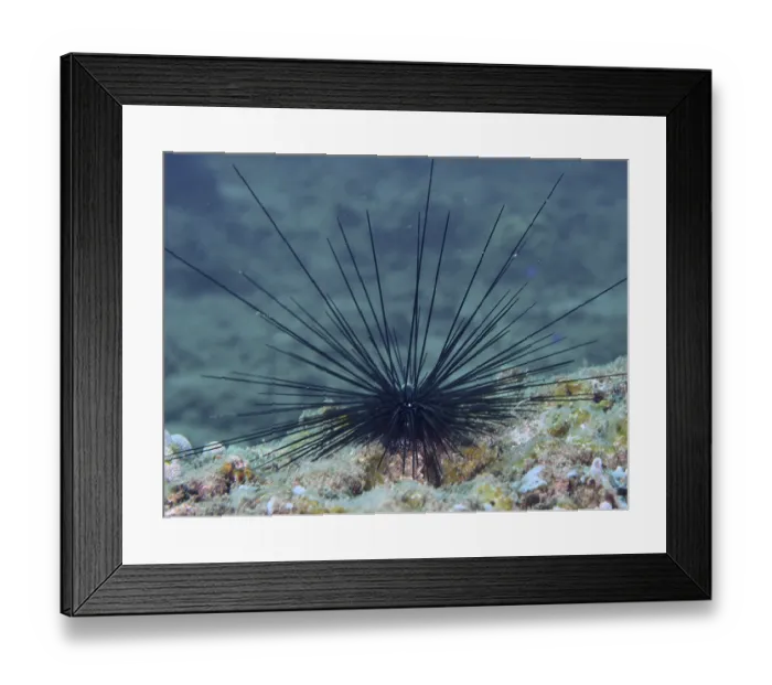 Framed Print : A sea urchin with long black spines
