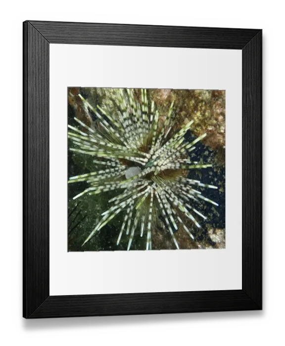 Framed Print : A sea urchin with striped spines