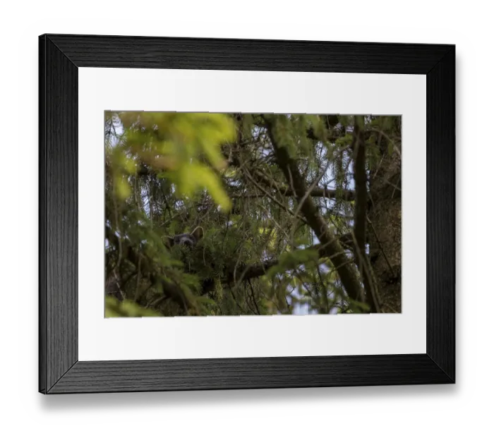 Framed Print : The pine marten (Martes martes) has visibly made itself comfortable on the spruce branch
