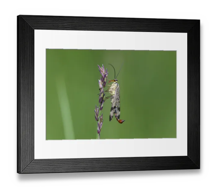 Framed Print : Scorpion fly (Panorpa communis)