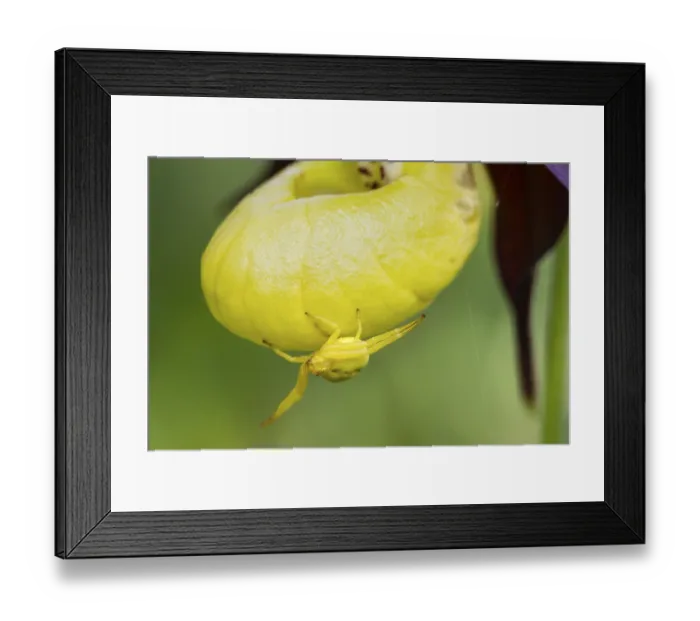 Framed Print : Goldenrod crab spider, (Misumena vatia)