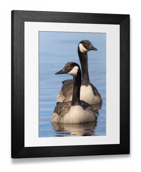 Framed Print : Canada goose (Branta canadensis) at a lake