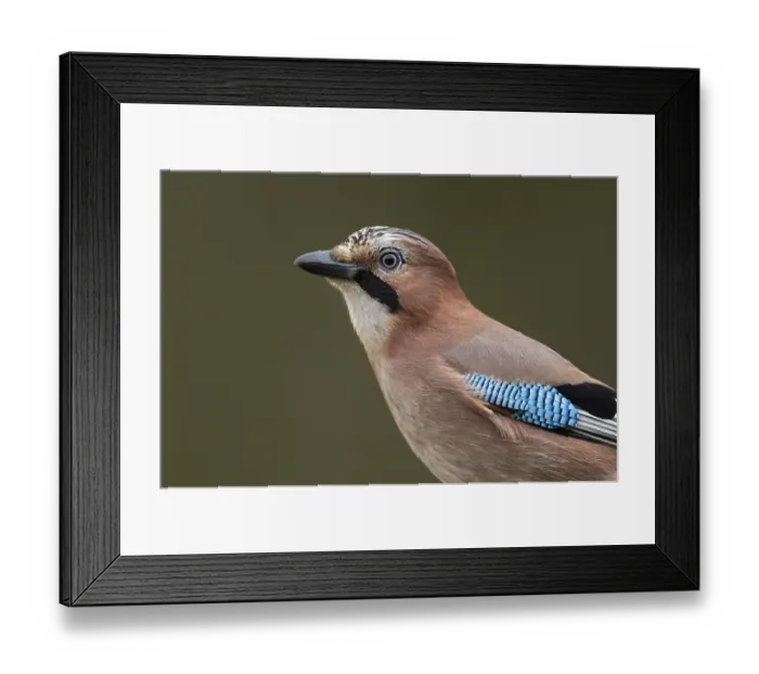 Framed Print : Eurasian jay (garrulus glandarius)