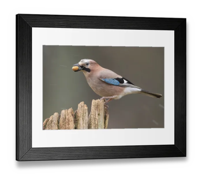 Framed Print : Eurasian jay (garrulus glandarius) at the winter feeding site