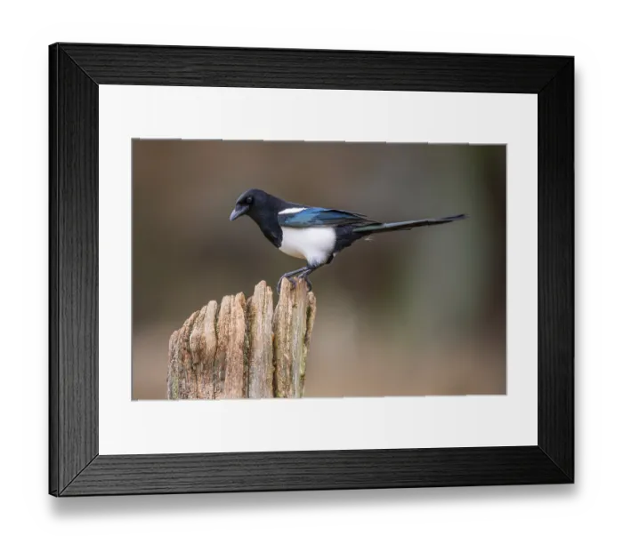 Framed Print : Magpie (Pica pica), Neuhaus, Lower Saxony, Germany Framed Print : Magpie (Pica pica), Neuhaus, Lower Saxony, Germany