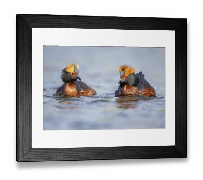 Framed Print : Slavonian grebe (Podiceps auritus) swimming on a lake