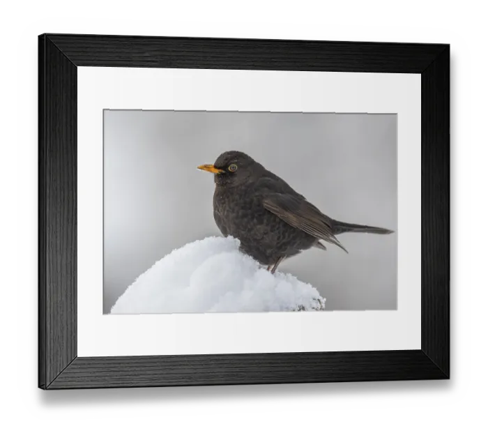 Framed Print : Blackbird (turdus merula) in the snow