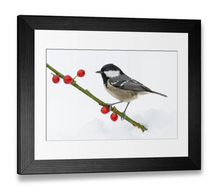 Framed Print : Fir tit (Periparus ater) in the snow Framed Print : Fir tit (Periparus ater) in the snow