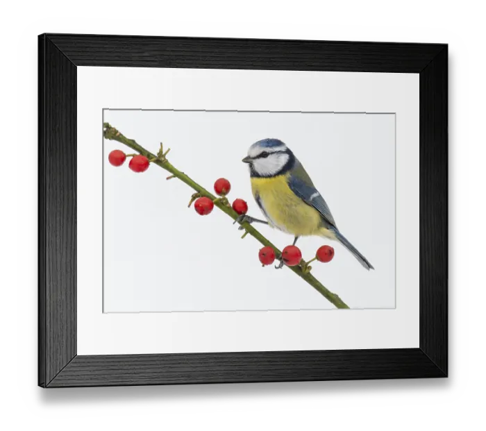 Framed Print : Blue tit (Cyanistes caeruleus) in the snow