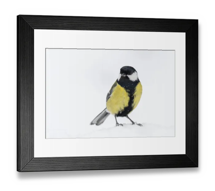 Framed Print : Great tit (Parus major) at the winter feeding site in the snow