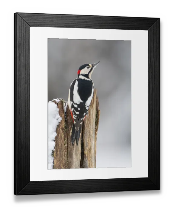 Framed Print : Great spotted woodpecker (dendrocopos major) at the woodpecker forge in the snow