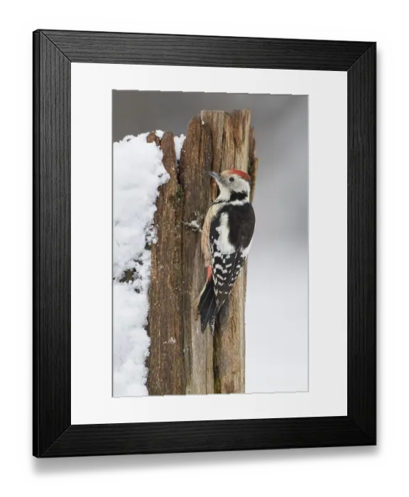 Framed Print : Middle spotted woodpecker (Leiopicus medius) at winter feeding in the snow