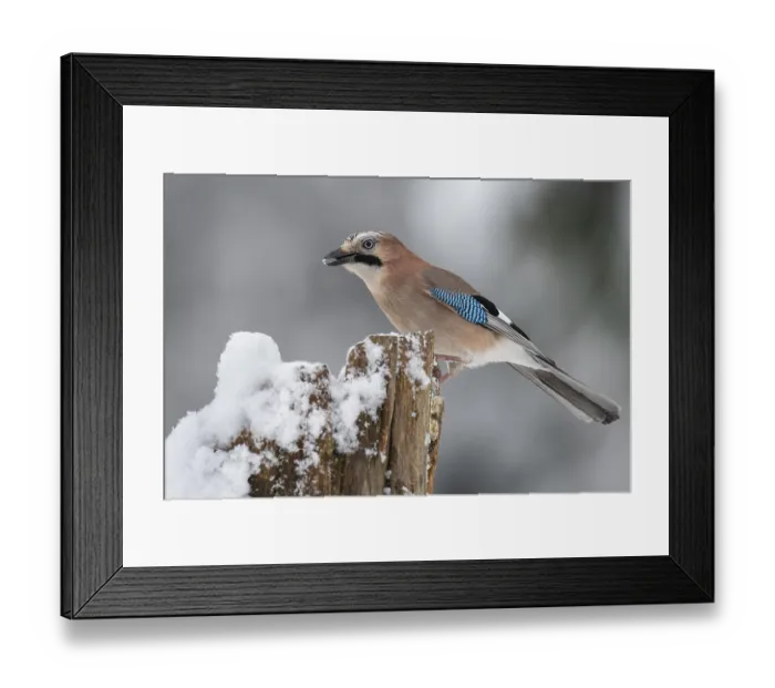 Framed Print : Eurasian jay (garrulus glandarius) in the snow Framed Print : Eurasian jay (garrulus glandarius) in the snow