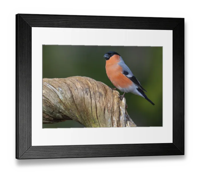 Framed Print : Bullfinch (Pyrrhula pyrrhula), Fagelsjo