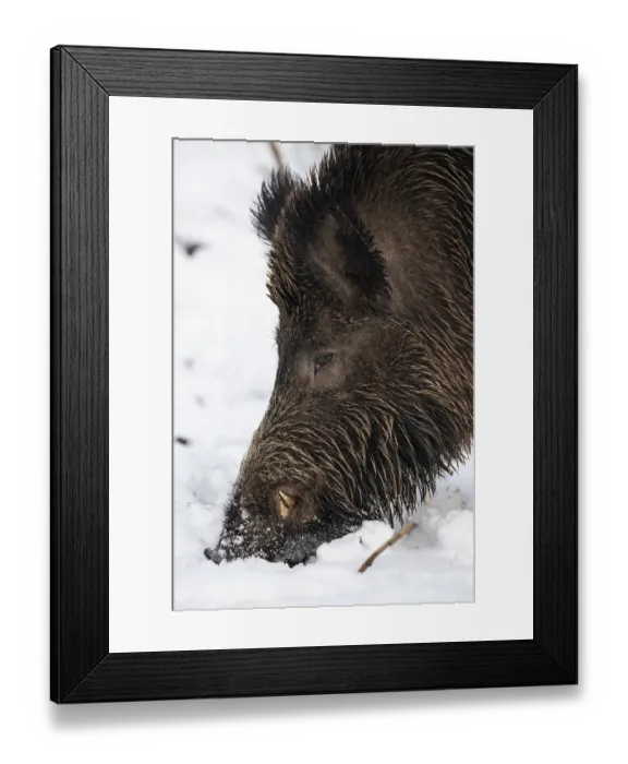 Framed Print : Wild boar (Sus scrofa) in the snow