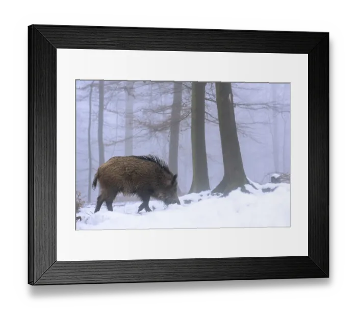Framed Print : Wild boar (Sus scrofa) in the snow in a wintery forest