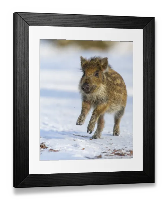 Framed Print : Wild boar (Sus scrofa) in the winer in the snow Framed Print : Wild boar (Sus scrofa) in the winer in the snow