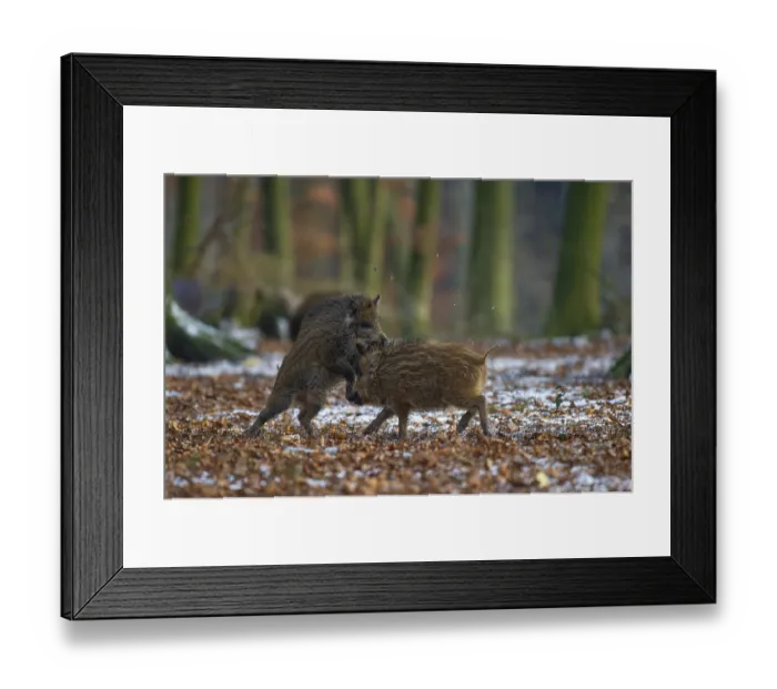 Framed Print : Wild boar (Sus scrofa) in the winer in the snow