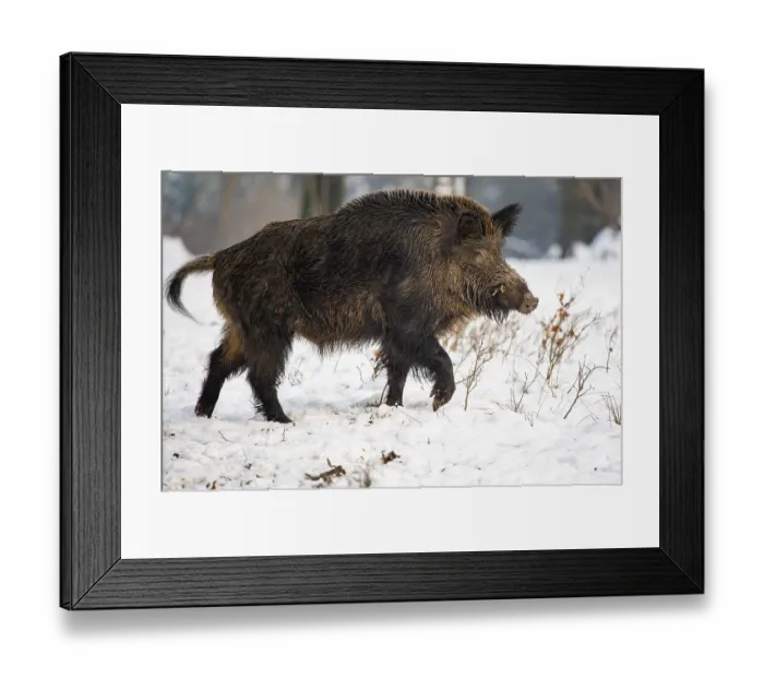 Framed Print : Wild boar (Sus scrofa) in the snow