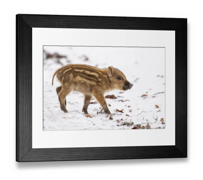 Framed Print : Wild boar (Sus scrofa) in the snow Framed Print : Wild boar (Sus scrofa) in the snow