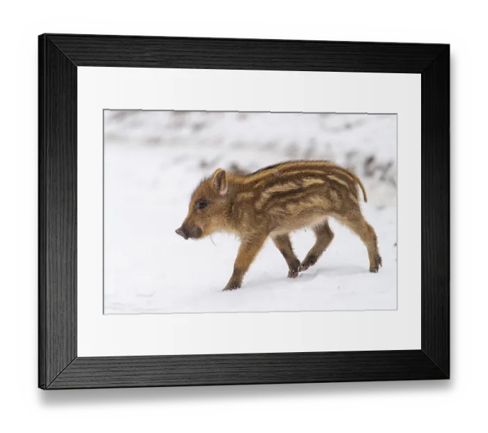 Framed Print : Wild boar (Sus scrofa) in the snow
