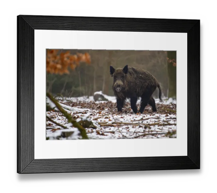 Framed Print : Wild boar (Sus scrofa) in the snow Framed Print : Wild boar (Sus scrofa) in the snow
