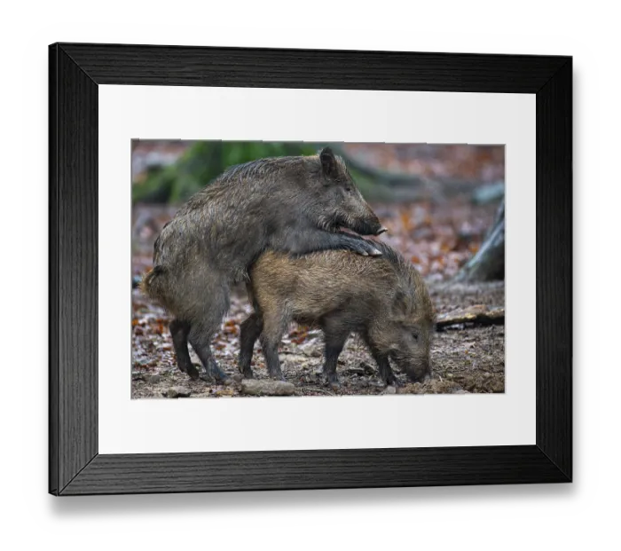 Framed Print : Wild boar (Sus scrofa) copolised Framed Print : Wild boar (Sus scrofa) copolised
