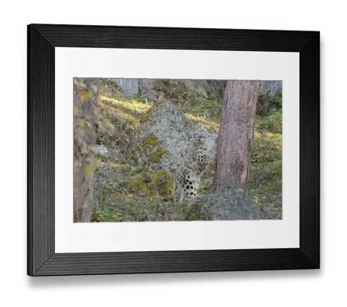 Framed Print : A snow leopard (Panthera uncia) stands on a sunny day between rocks next to a tree on hilly terrain Framed Print : A snow leopard (Panthera uncia) stands on a sunny day between rocks next to a tree on hilly terrain