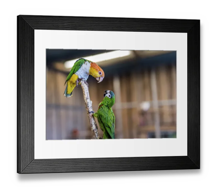 Framed Print : 2 arguing Carolina Parakeet parrots on perch with blurred background
