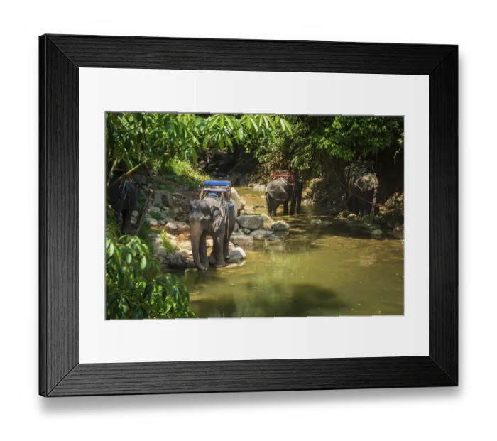 Framed Print : Thai elephants, Elephas maximus indicus Framed Print : Thai elephants, Elephas maximus indicus