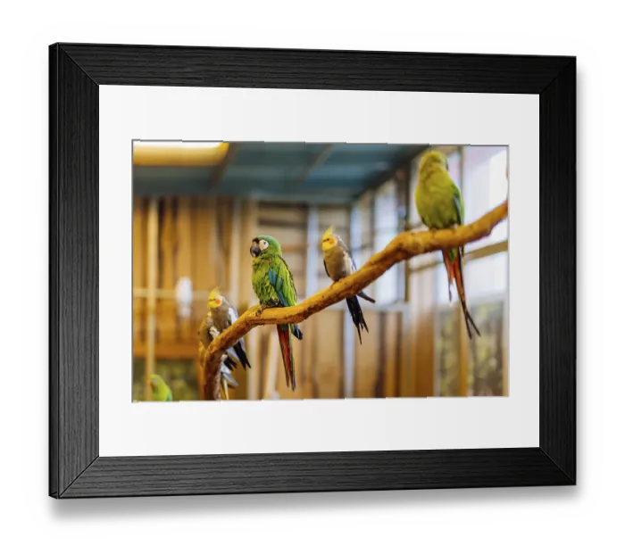 Framed Print : Green and red Psittacidae of macaws parrot family