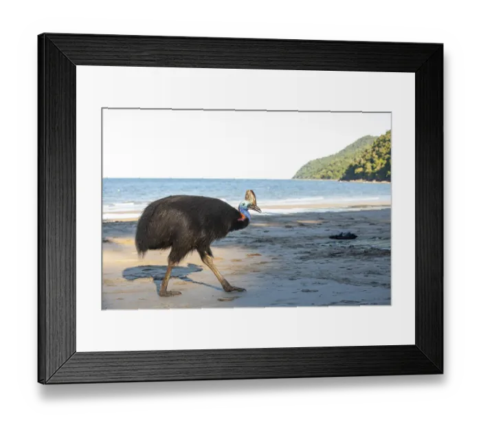 Framed Print : Southern cassowary (Casuarius casuarius) walking along the shore searching for food in the sand