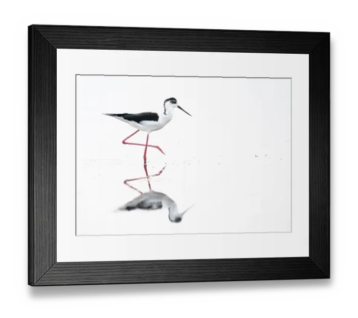 Framed Print : A black-winged Black-winged Stilt (Himantopus himantopus) walks elegantly in the water