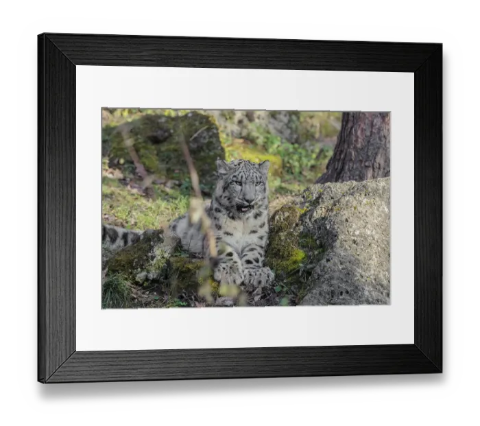 Framed Print : A snow leopard (Panthera uncia) rests on a rock in hilly terrain