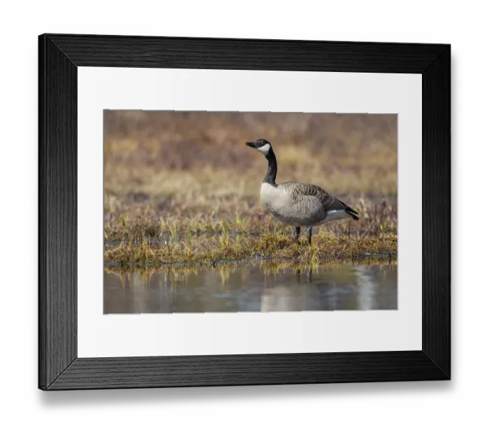 Framed Print : Canada goose (Branta canadensis) at a lake
