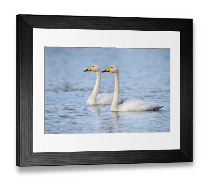 Framed Print : Whooper swan (Cygnus cygnus) at a lake in Sweden Framed Print : Whooper swan (Cygnus cygnus) at a lake in Sweden