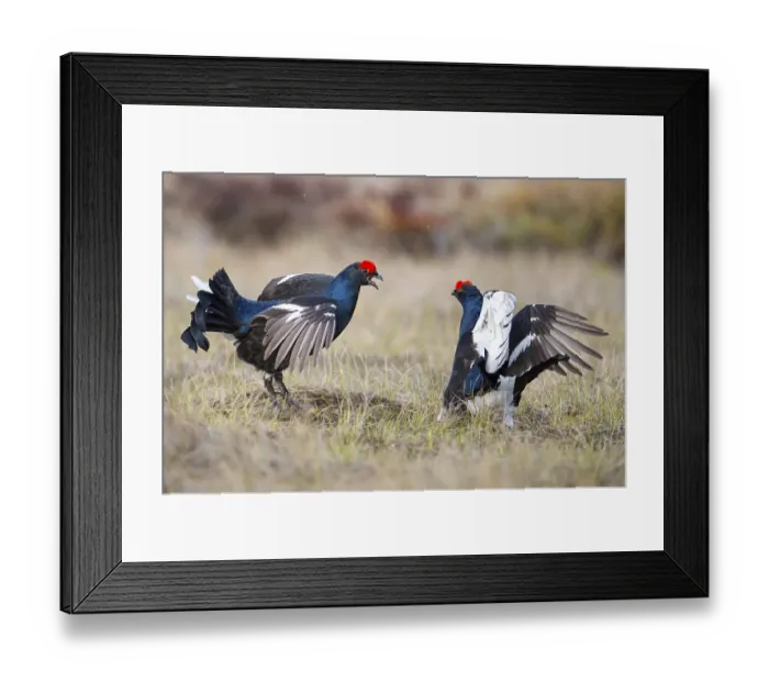 Framed Print : Black grouse (Lyrurus tetrix), black grouse courtship in Sweden Framed Print : Black grouse (Lyrurus tetrix), black grouse courtship in Sweden