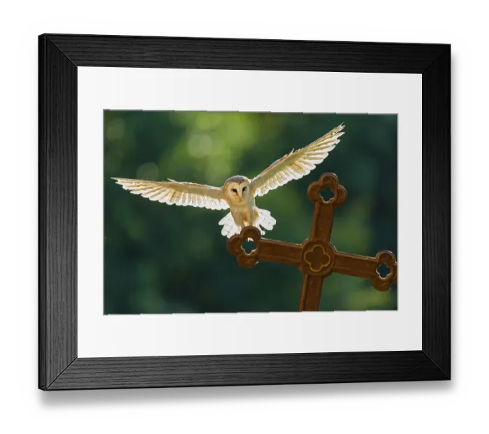 Framed Print : Flying barn owl (Tyto alba), Gerolstein