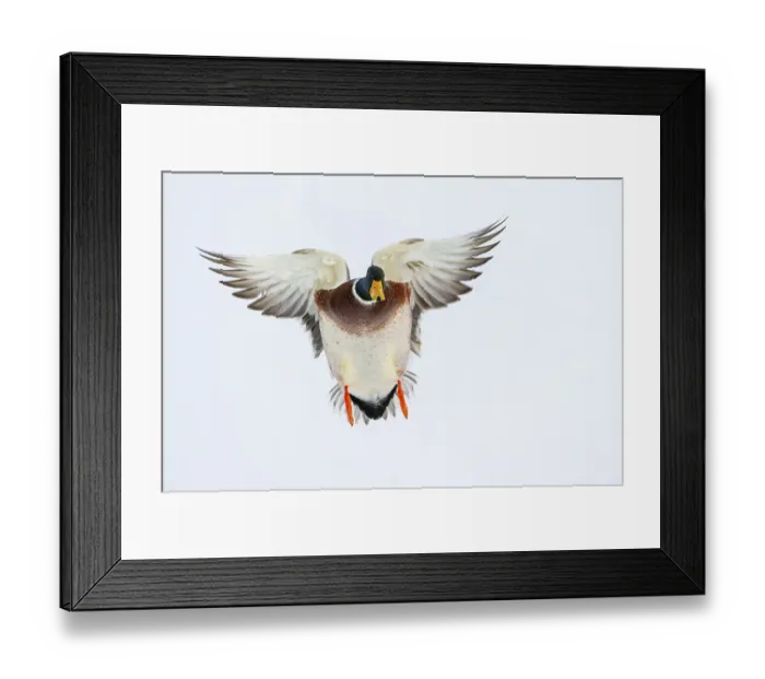 Framed Print : Flying mallard (anas platyrhynchos) in the snow Framed Print : Flying mallard (anas platyrhynchos) in the snow