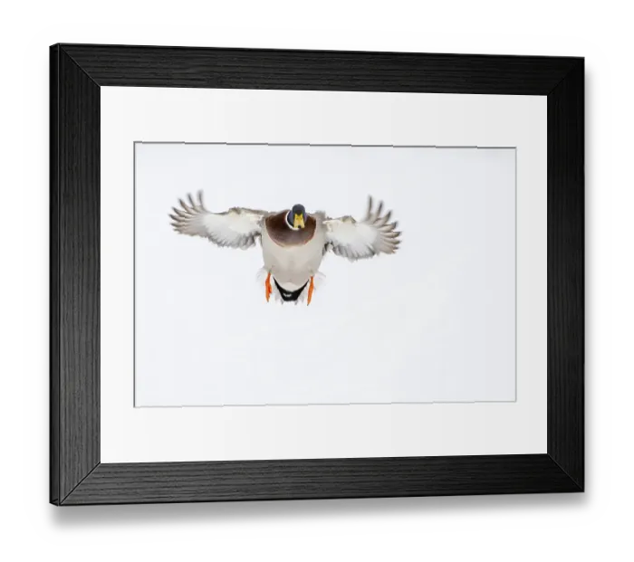 Framed Print : Flying mallard (anas platyrhynchos) in the snow Framed Print : Flying mallard (anas platyrhynchos) in the snow