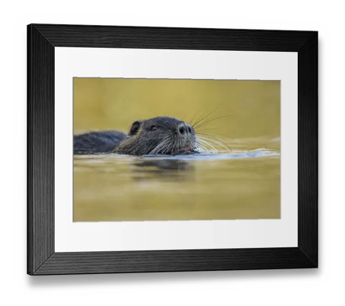 Framed Print : Portrait of a swimming nutria (Myocastor coypus)