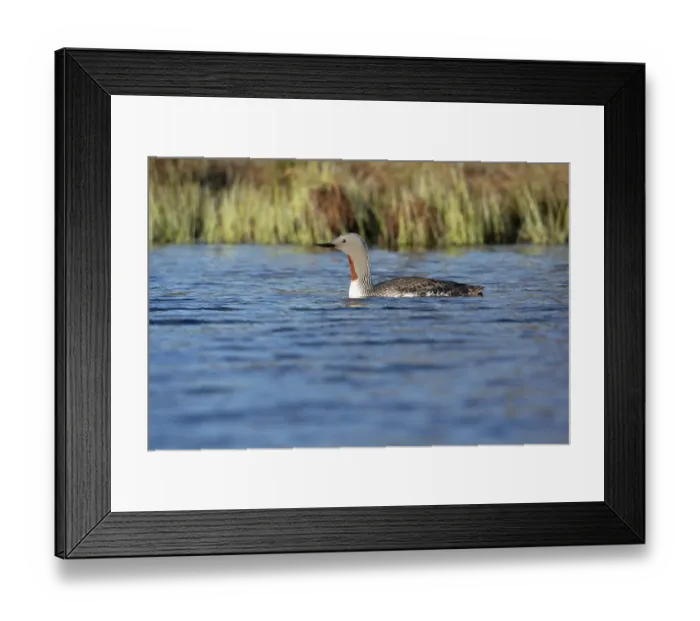 Framed Print : Red-throated diver (Gavia stellata) in breeding plumage on a lake in Sweden
