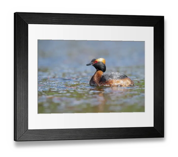 Framed Print : Slavonian grebe (Podiceps auritus) swimming on a lake