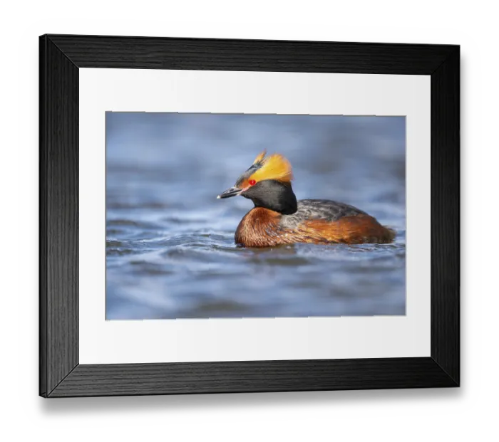 Framed Print : Slavonian grebe (Podiceps auritus) swimming on a lake